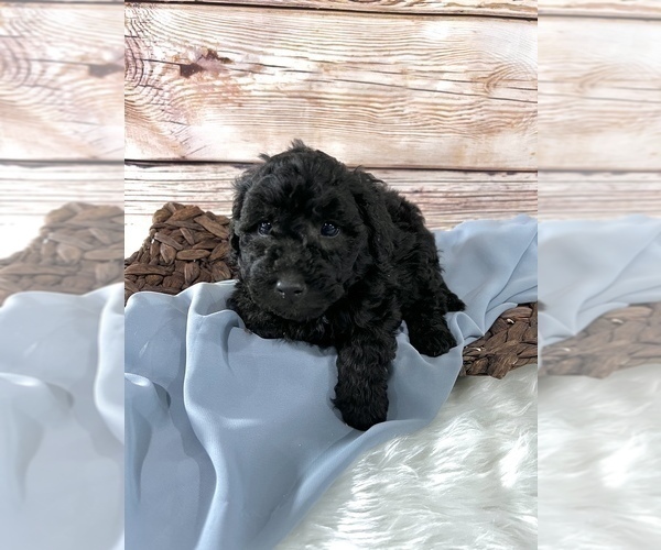 Medium Photo #3 Bernedoodle (Miniature) Puppy For Sale in UNIONVILLE, IA, USA
