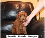 Small #3 Cavapoo (Miniature)