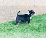 Small #5 Miniature Bull Terrier