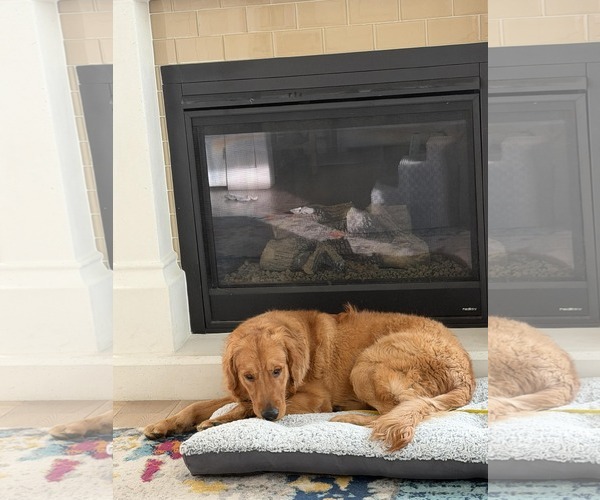 Medium Photo #6 Golden Retriever Puppy For Sale in Sandy, UT, USA
