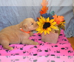 Puppy Mandy Golden Retriever