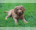 Small Photo #5 Irish Doodle Puppy For Sale in PRINCEVILLE, IL, USA