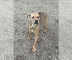 Bo - Male Mutt Dog for Adoption - Photo #2