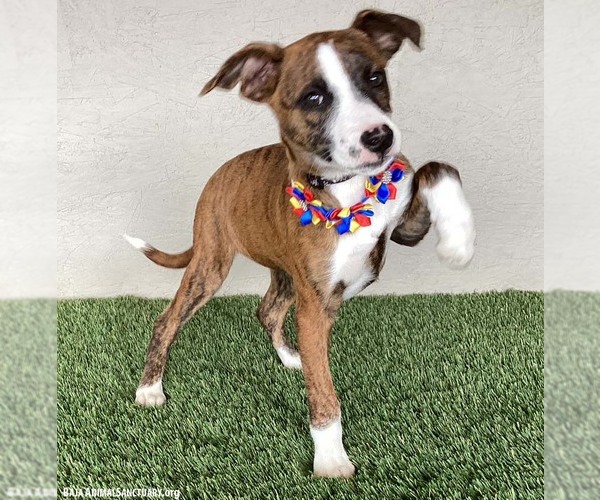 Medium Photo #2 Labrador Retriever-Plott Hound Mix Puppy For Sale in San Diego, CA, USA