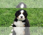 Small #30 Bernese Mountain Dog