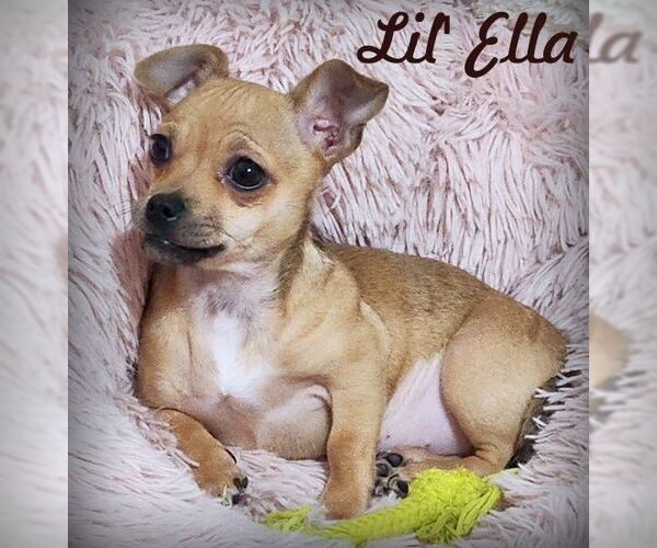 Medium Photo #1 Chihuahua Puppy For Sale in Tustin, CA, USA