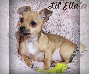 Chihuahua Dogs for adoption in Tustin, CA, USA