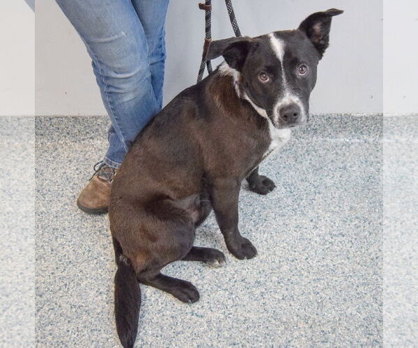 Medium Photo #4 Border Collie-Unknown Mix Puppy For Sale in Huntley, IL, USA