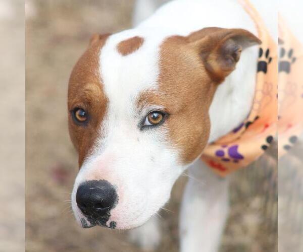 Medium Photo #1 Mutt Puppy For Sale in San Antonio, TX, USA