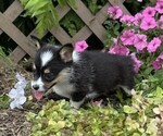 Small #2 Pembroke Welsh Corgi