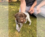 Small #11 German Shorthaired Pointer