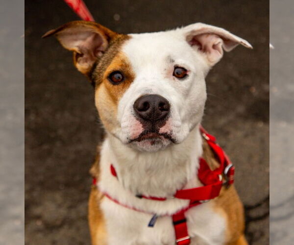 Medium Photo #12 Mutt Puppy For Sale in Canton, CT, USA