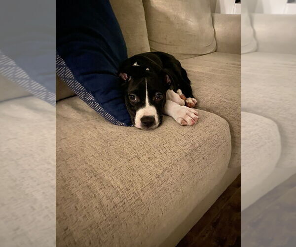 Medium Photo #8 American Staffordshire Terrier-Unknown Mix Puppy For Sale in Lakewood, CO, USA