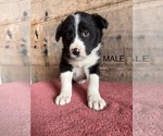 Small #4 Border Collie
