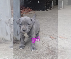 American Bully-Bullypit Mix Puppy for sale in KNOXVILLE, TN, USA