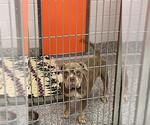 Small Staffordshire Bull Terrier Mix