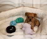 Small #2 Chihuahua-YorkiePoo Mix