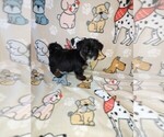 Puppy Trevor Shorkie Tzu