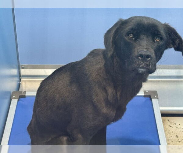 Medium Photo #2 Labrador Retriever Puppy For Sale in San Bernardino, CA, USA