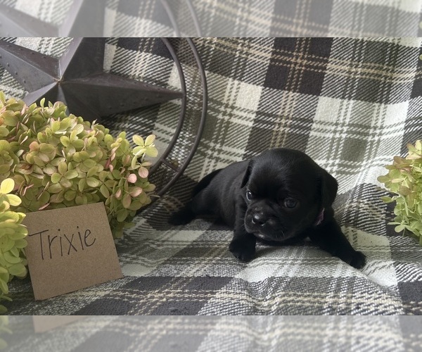 Medium Photo #3 Puggle Puppy For Sale in ELKTON, VA, USA