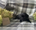 Small #2 Puggle