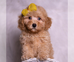 Small #6 Poodle (Toy)
