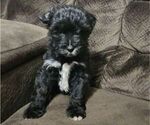 Puppy 3 Cavapoo-Maltipoo Mix