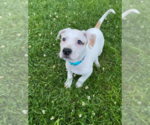 Small #5 Mutt