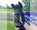 Small Photo #2 German Shepherd Dog Puppy For Sale in CONNERSVILLE, IN, USA