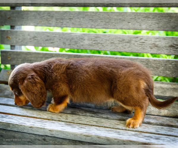 Medium Photo #8 Dachshund Puppy For Sale in WAKARUSA, IN, USA