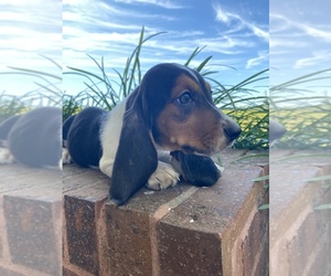 Basset Hound Puppy for Sale in LAWRENCEBURG, Tennessee USA