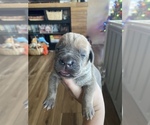 Small Photo #16 Cane Corso Puppy For Sale in HEREFORD, AZ, USA