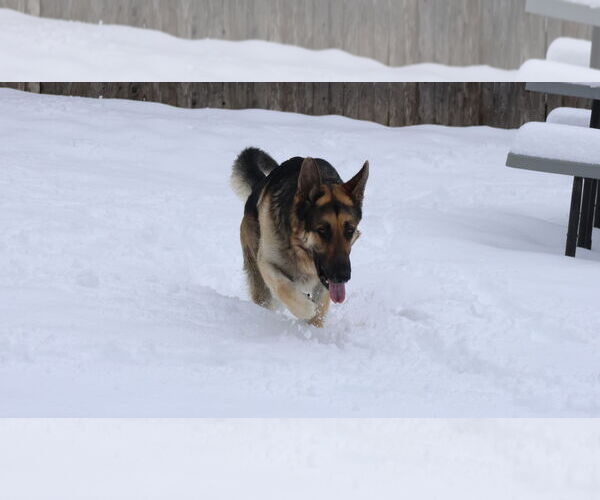Medium Photo #32 German Shepherd Dog Puppy For Sale in Sebec, ME, USA