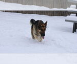 Small #31 German Shepherd Dog