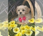 Small #3 Cav-A-Malt-Maltese Mix