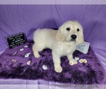 Small Photo #57 English Cream Golden Retriever Puppy For Sale in PEYTON, CO, USA