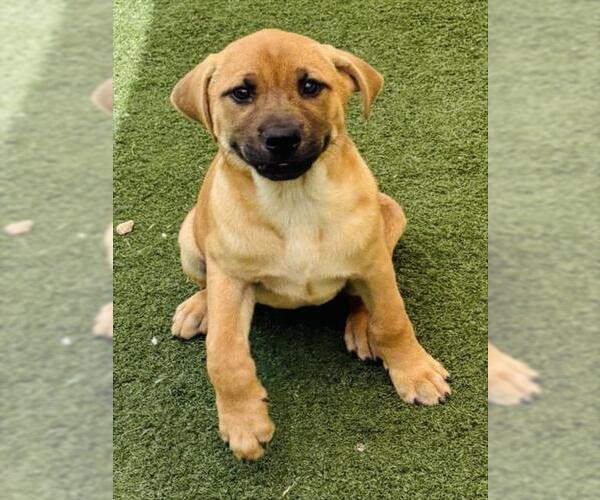 Medium Photo #1 Black Mouth Cur-Unknown Mix Puppy For Sale in Texas City, TX, USA