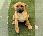 Small Black Mouth Cur Mix