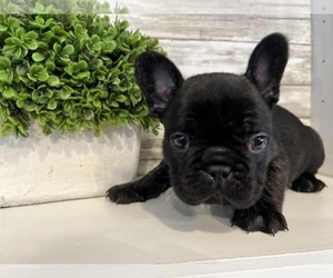 French Bulldog Puppy for sale in BONAIRE, GA, USA