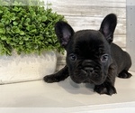 Small Photo #1 French Bulldog Puppy For Sale in BONAIRE, GA, USA