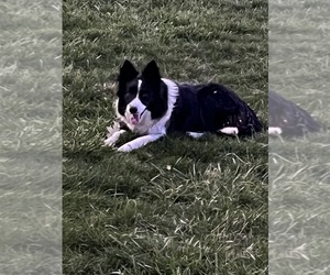 Mother of the Border Collie puppies born on 03/21/2023