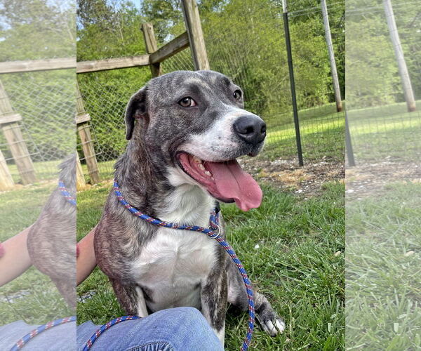 Medium Photo #8 Mutt Puppy For Sale in Crandall, GA, USA