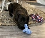 Small Photo #9 Presa Canario Puppy For Sale in MORGANTOWN, WV, USA