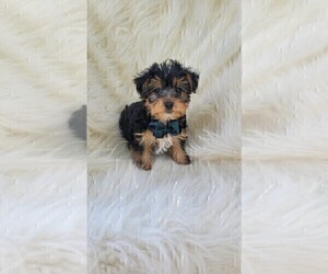Yorkshire Terrier Puppy for sale in INDIANAPOLIS, IN, USA