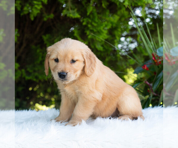 Medium Photo #6 Golden Retriever Puppy For Sale in NEWPORT, PA, USA