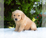 Small #5 Golden Retriever