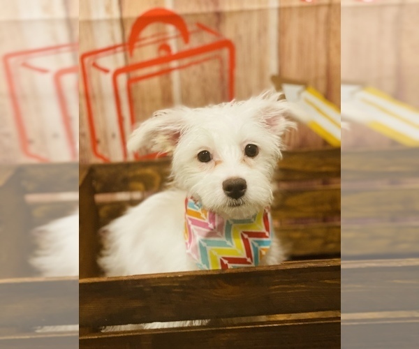 Medium Photo #1 Maltipoo Puppy For Sale in ACWORTH, GA, USA