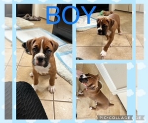 Boxer Puppy for Sale in MIDLOTHIAN, Texas USA