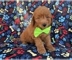 Small #2 Goldendoodle (Miniature)