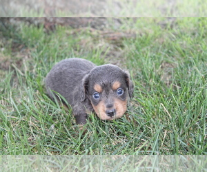 Dachshund Puppy for sale in BLOOMINGTON, IN, USA